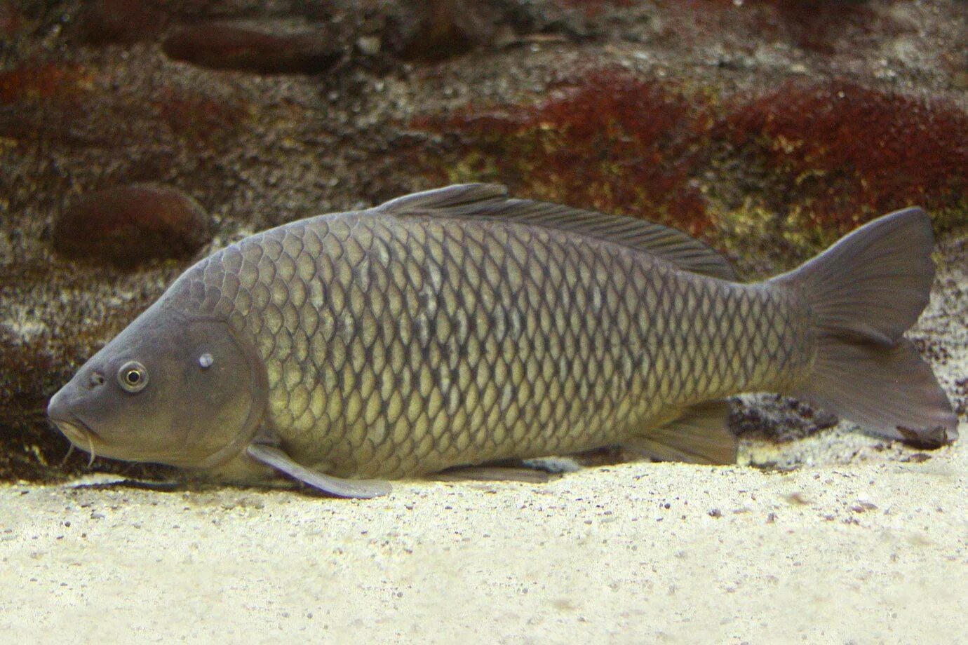 Сазан (= карп обыкновенный) – cyprinus carpio. Что такое сазан. Сазан озерный. Речная рыба сазан. Сазан рыба.