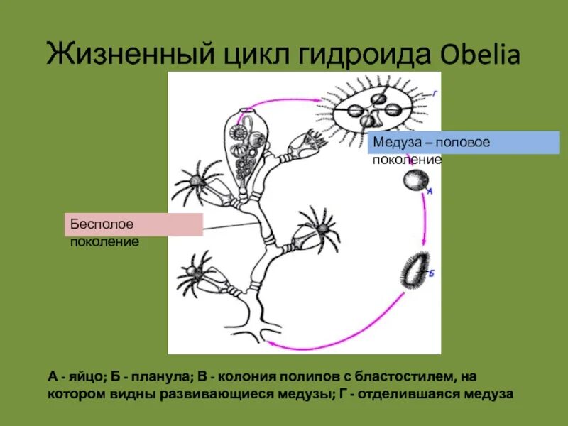 Половое поколение представлено. Жизненный цикл ГИДРОИДА обелии начиная с колонии полипов. Жизненный цикл гидроидного полипа. Колониальный гидроидный полип обелия. Полип обелия строение.