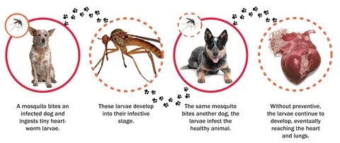 Free heart worm injection for puppies heartworm positive dogs Heartworm a h...