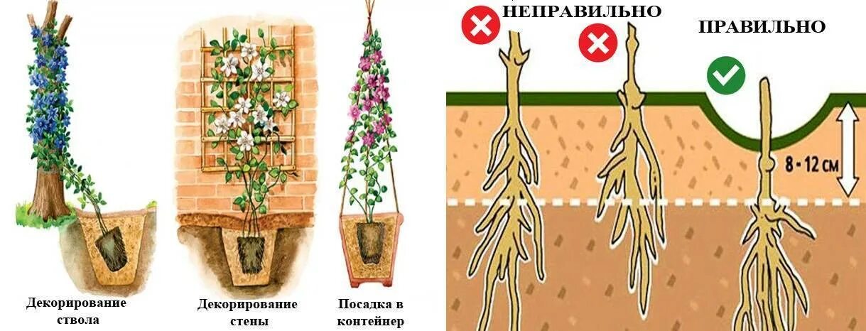 Как посадить клематис весной в открытый грунт. Клематисы корневая. клематис корневая. клематис луковицы. клематис посадка корешка.
