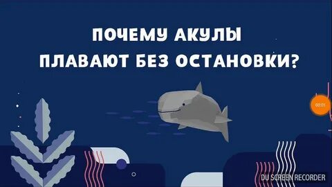 Почему акулы не спят