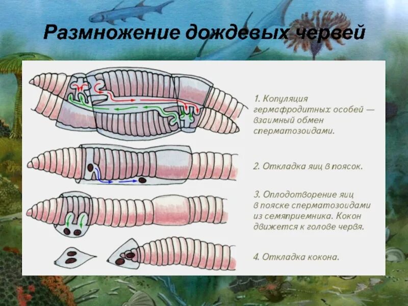Развитие с метаморфозом дождевой червь. Половая система дождевого червя. Бесполое размножение дождевого червя. Размножение дождевого червя. Как размножаются червяки дождевые.
