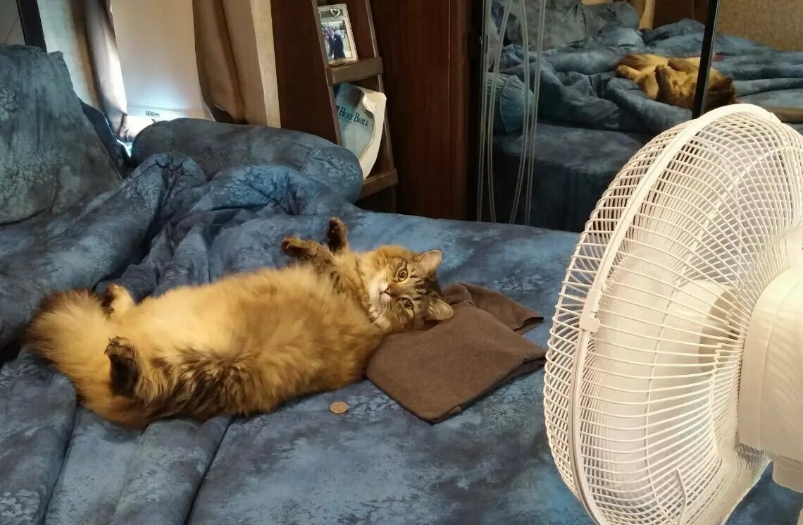 Очень жарко и душно. Смешно про жару. Жара прикол. Под вентилятором. Человек-вентилятор.