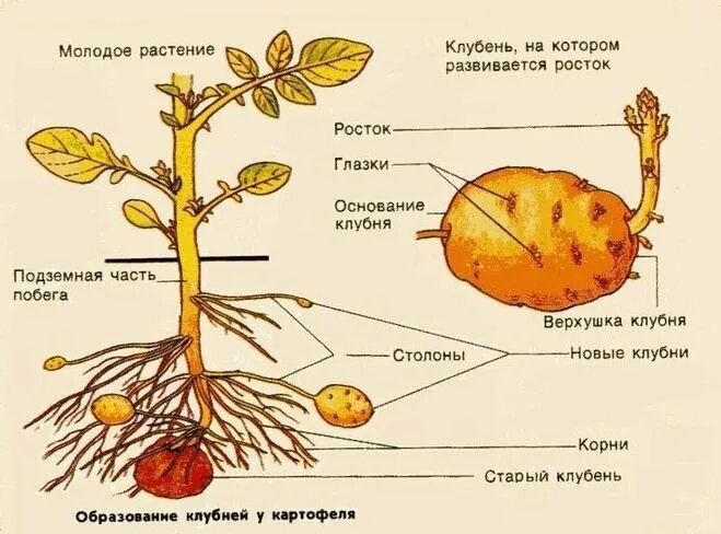 Строение побега картофеля. Видоизменённые побеги строение клубня. Стебель у клубня картофеля. Вегетативные органы картофеля.