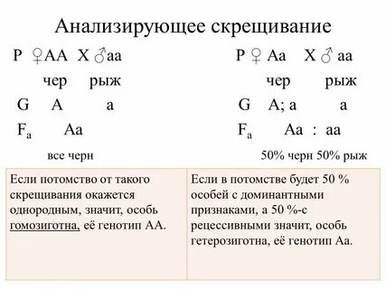 Практическая работа решение задач на моногибридное скрещивание