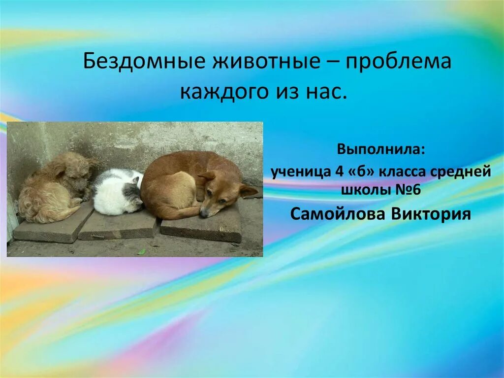Проект о бездомных животных Зоомагазин Любимая-Зверюшка: записи профиля ВКонтакте