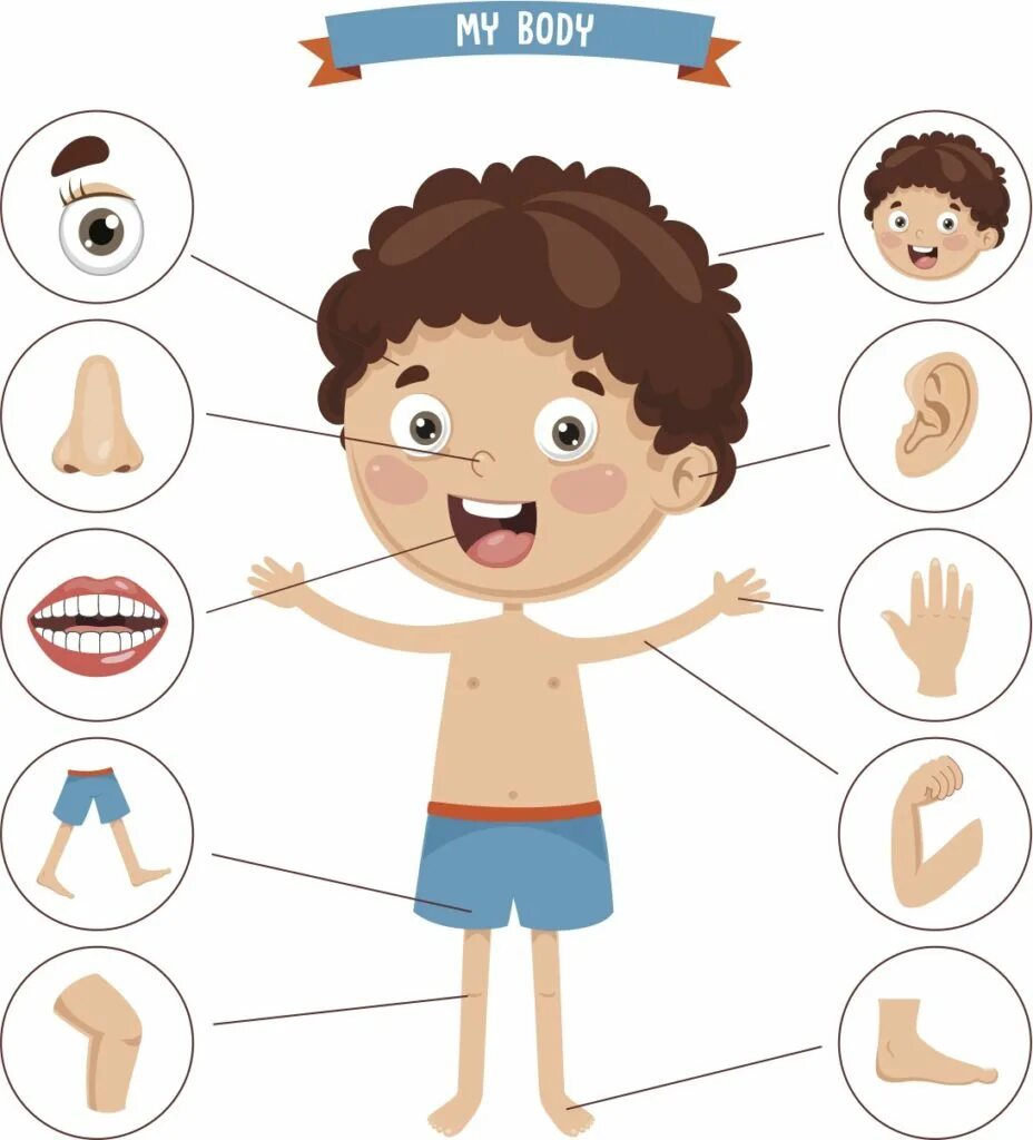 Изучение частей тела. My body looking wrong. My body looking wrong. Части тела для детей. My body looking wrong.