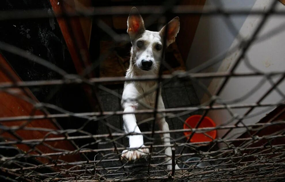 животные в приюте. подари жизнь про животных. приют для собак в энгельсе верный друг. приют для животных саров. животные вместе.