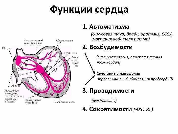 3 функции сердца. Функции сердца на экг. основные функции сердца. нарушение автоматизма сердца на экг. перечислите основные функции сердца.