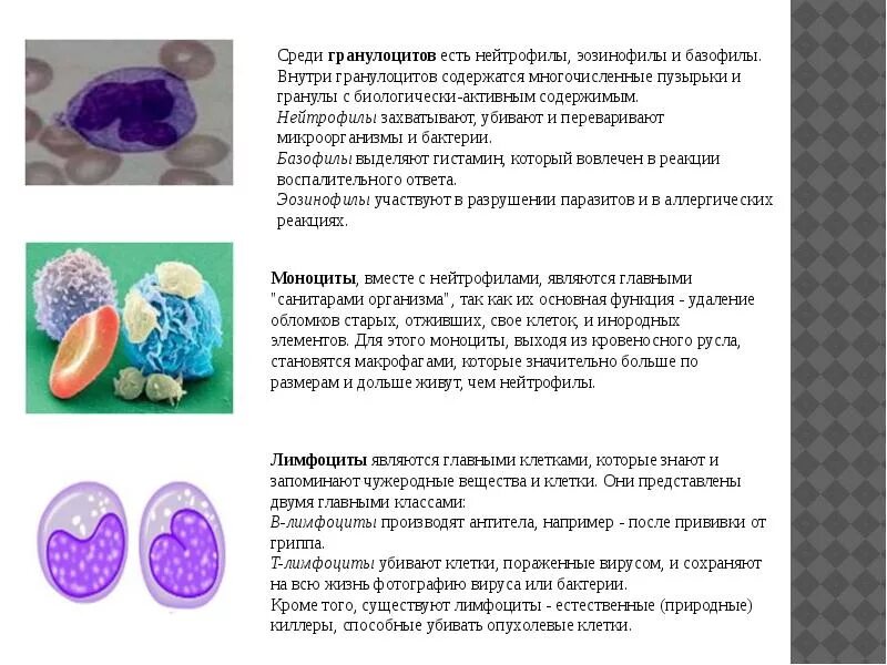 Тучные клетки и базофилы. Характеристика базофилов крови. Ядро базофила. Клетки крови базофилы. 70.