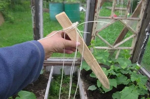 Приспособление для огурцов. Колышки для подвязки огурцов. опора для огурцов. подвязка огурцов. веревки для огурцов.