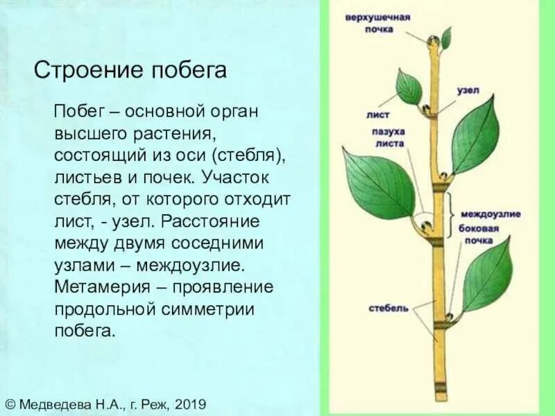 Как происходит рост побега в длину кратко. Строение побега тополя удлиненный побег. метамерное строение побега. побег строение побега. строение побега клена.