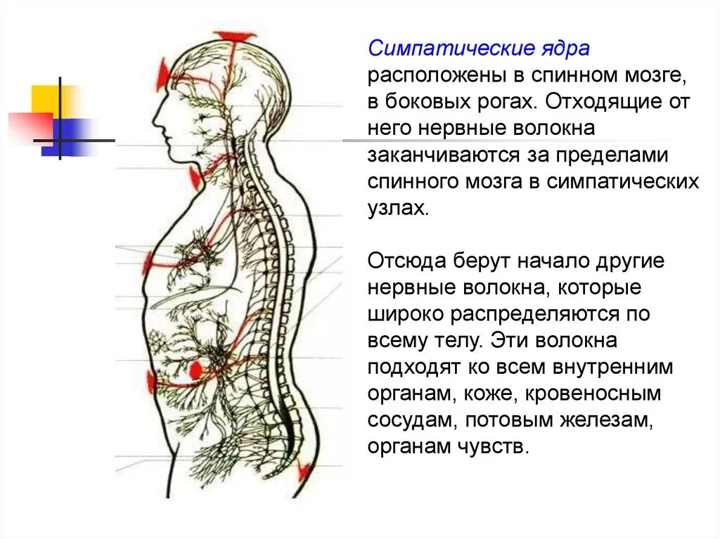 Где расположены симпатические вегетативные ядра