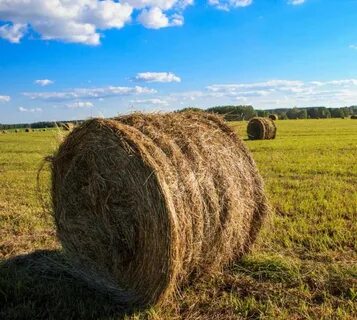 Скошенная и высушенная трава