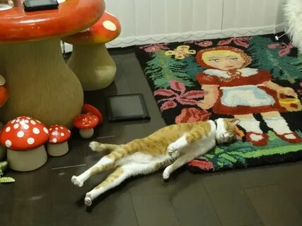 Кот на ковре