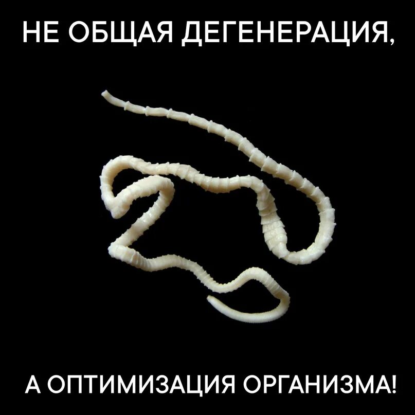 Девушка модель съела ленточного червя. Класс ленточные черви cestoidea. Ленточный червь лентец. Ленточный червь широкий лентец. Ленточный червь лентец.