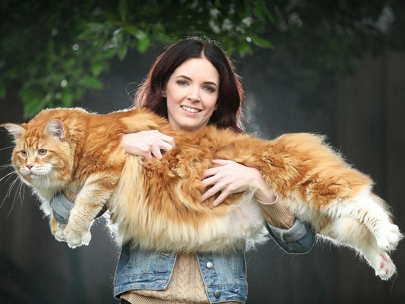 Планета больших кошек
