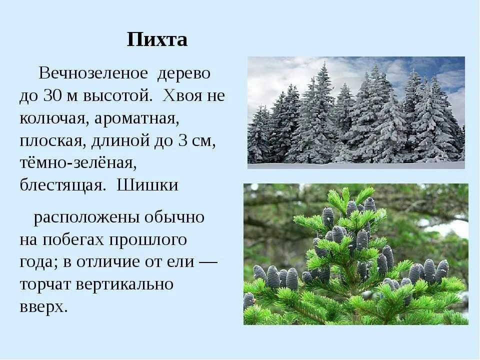 Хвойные 3 класс. Описание хвоинок пихты. Пихта кратко. Пихта описание. Пихта краткое описание.