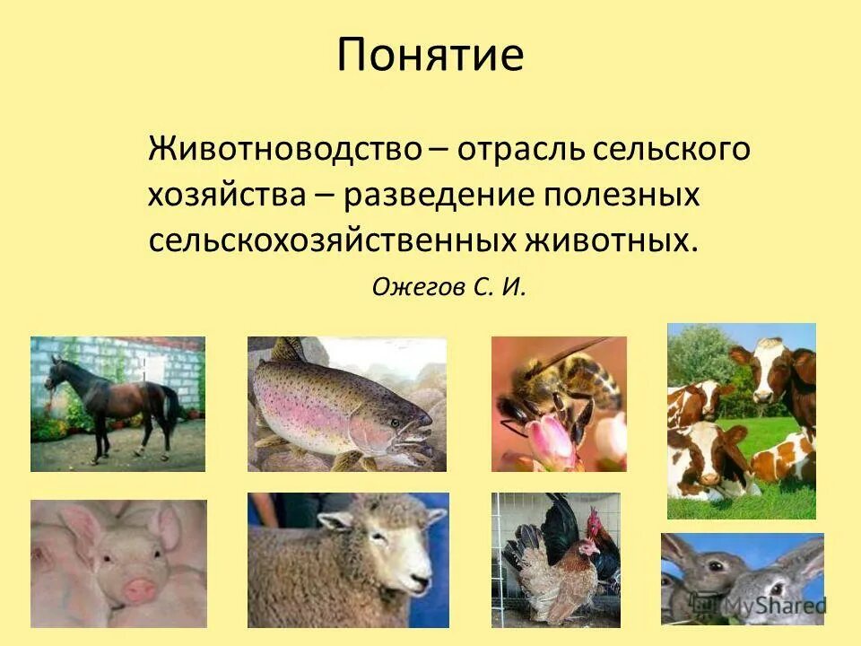 Свиноводство отрасль животноводства. Животноводство отрасль овцеводство 4 класс. Сельскохозяйственное животное сообщение 3 класс окружающий мир. Овцеводство 3 класс. Сельскохозяйственное животное сообщение 3 класс окружающий мир.