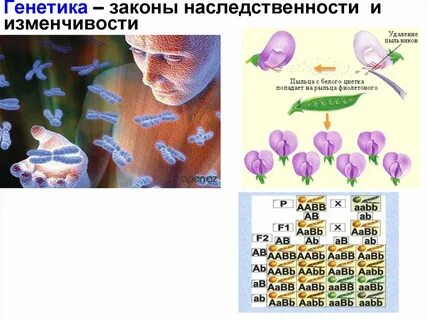 Законы генетики 9 класс