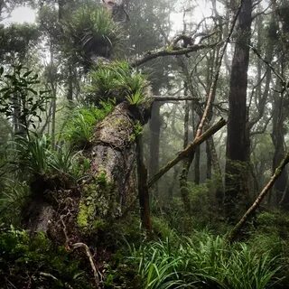 Tararua Forest Park.