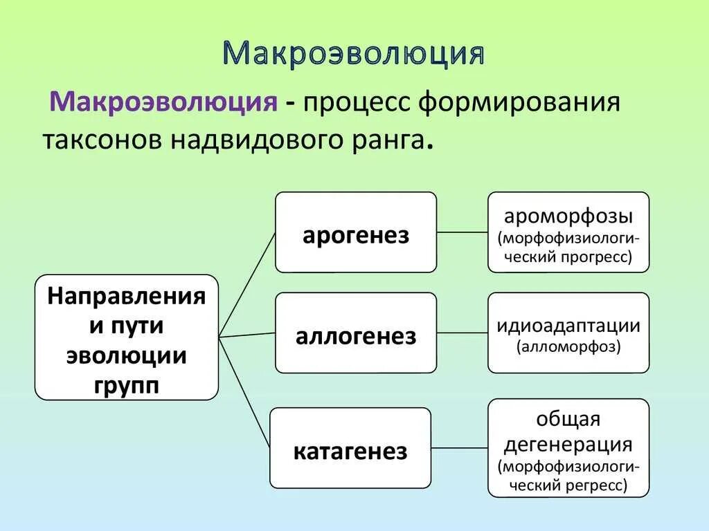 Направление развития 9. Макроэволюция процесс эволюции. Доказательства эволюции Макроэволюция таблица. Макроэволюция пути и направления эволюционного процесса. Понятие макроэволюции.