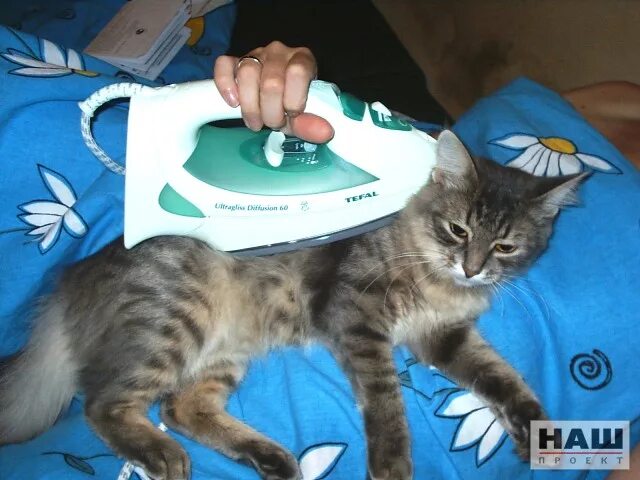 Включи коты давай