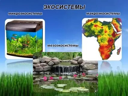 Объекты экосистемы