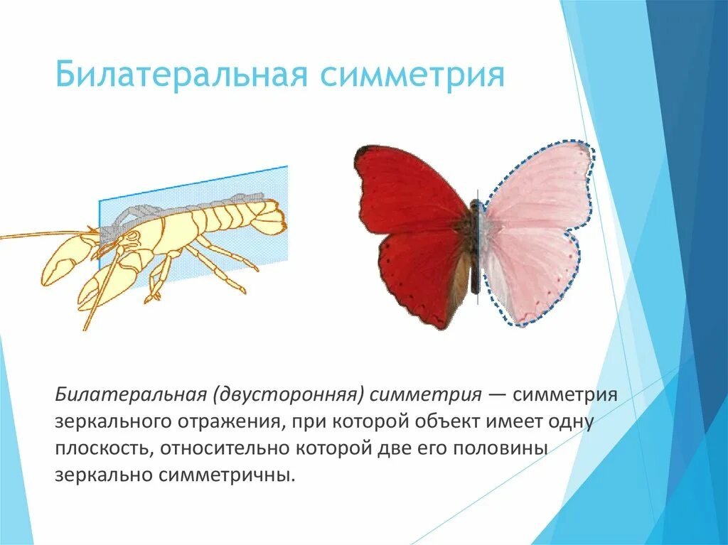 Билатеральные поражения это в логопедии. Двухстороньяясимметрия. Билатеральные животные это. Классификация билатеральных. Билатерально синхронные приступы.