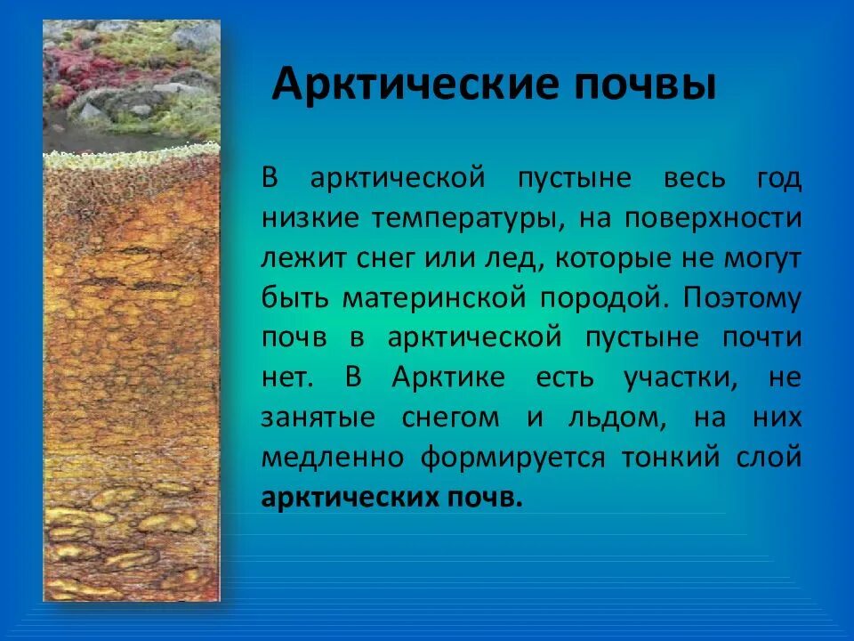 Почва в арктической пустыне России. Почвы в арктических пустынях России. Тип почв в арктических пустынях. Арктические пустыни почвы.