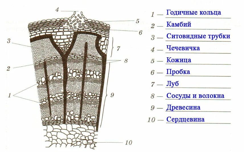 Какие функции выполняет ствол. Строение среза стебля биология 6 класс. Поперечный срез стебля древесного растения строение. Клеточное строение стебля 6 класс биология. Внутреннее строение стебля древесного растения рисунок.