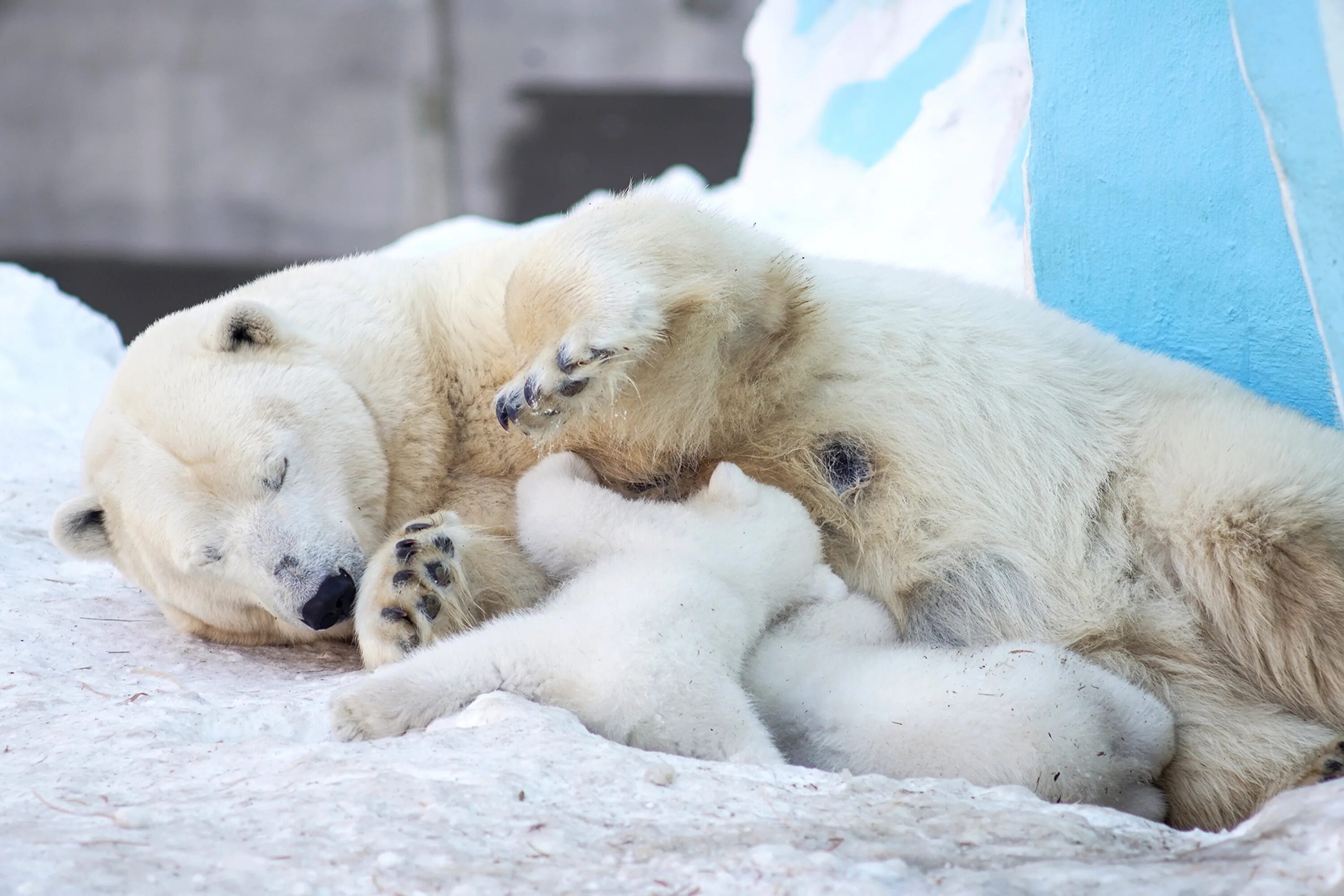 Новосибирский зоопарк белые медведи. Белый медведь Берлога белой медведицы. Белый Медвежонок. Детеныш белого медведя.