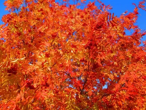 рябина в саду. горит костер рябины красной. есенин в саду горит костер рябины красной. огни рябин. костер рябины красной сумерки года язык пламени.