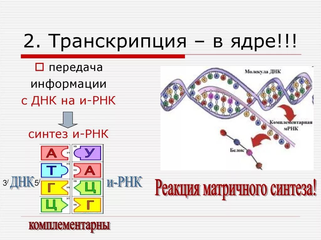 Биосинтез ядра происходит в. Схема процесса транскрипции. Синтез ИРНК схема. Транскрипция ДНК И РНК. Транскрипция РНК кратко.