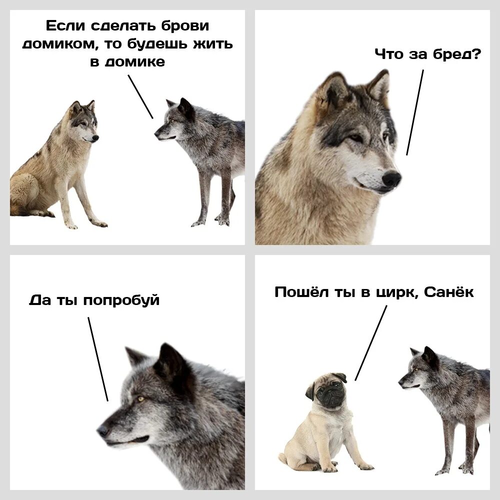 Эволюция собак мемов играть. Волк мем. мемы с волками. мем про волка и собаку. волки и собаки мемы.