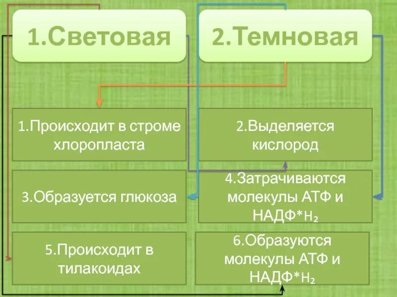 Темновая фаза таблица. Световая и темновая фаза фотосинтеза. Световая фаза и темновая фаза. Этапы фотосинтеза. Фотосинтез световая и темновая.