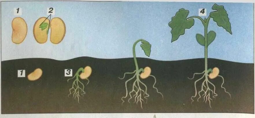 Первым из семени появляется. Стадии прорастания семян фасоли. Этапы роста фасоли. Стадии развития растения из семени. Прорастание фасоли для детей.
