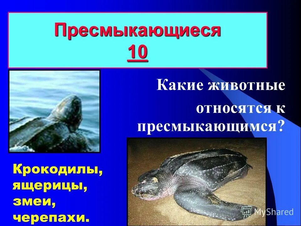 рептилии список животных. пресмыкающиеся животные список. пресмыкающиеся рептилии названия. пресмыкающиеся рептилии 2 класс. пресмыкающиеся представители.