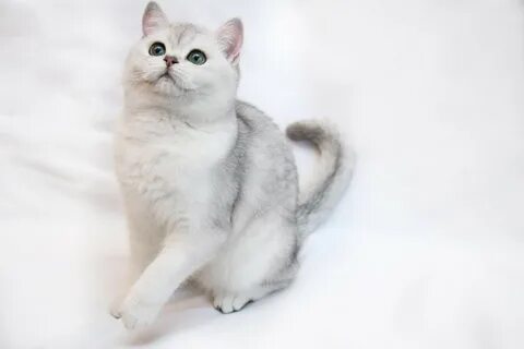Серебристо золотая шиншилла