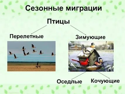 Сезонная миграция