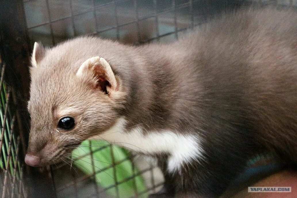 Соболь зверек домашний. Соболь зверек домашний. Представитель соболь. Представитель соболь. Домашний соболь умора.