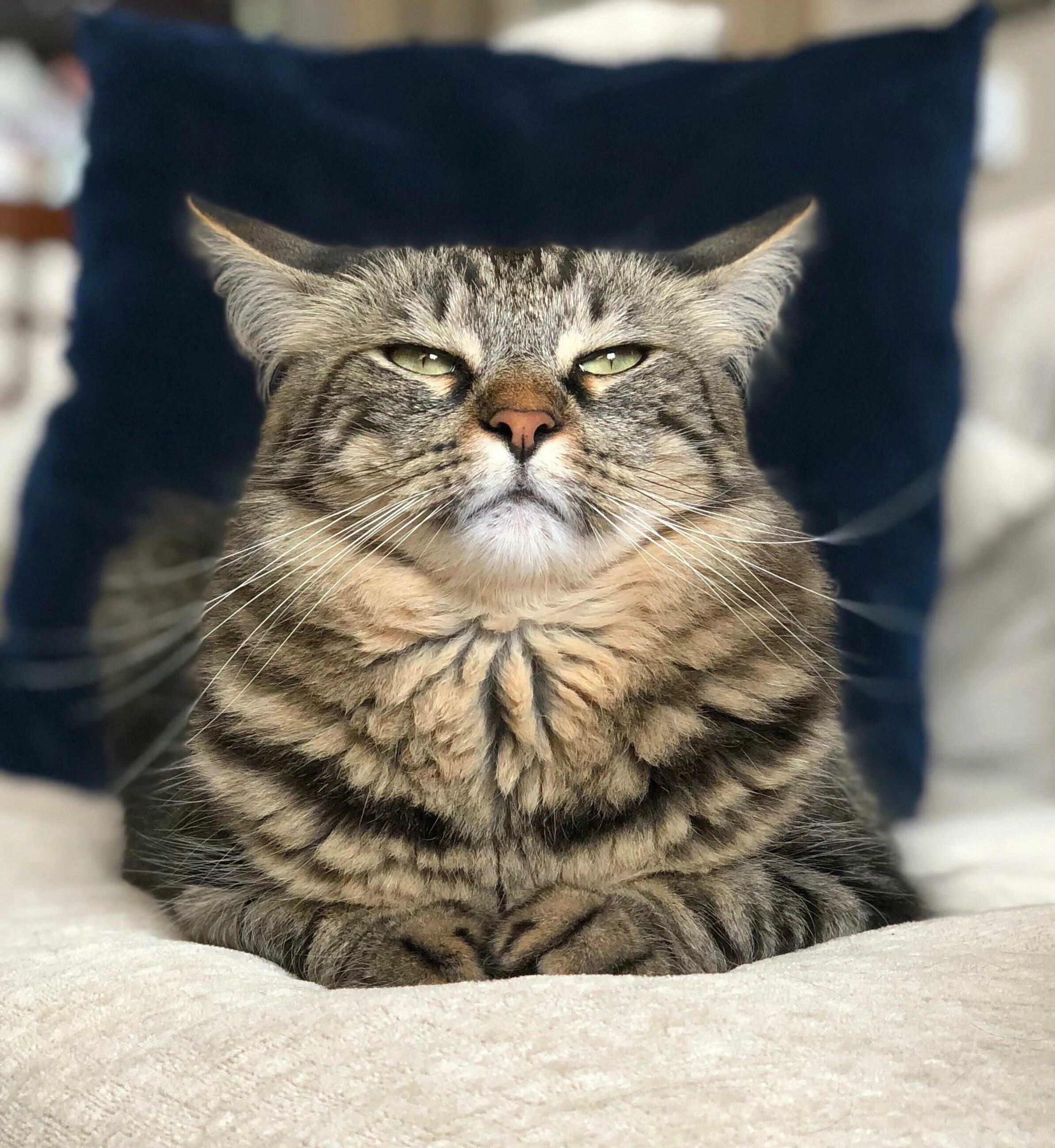 Кошка знаешь что такое