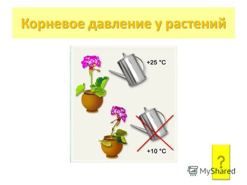 Опыт корневое давление 6 класс биология. Корневое давление значение. Корневое давление опыт. Корневое давление значение. Корневое давление.