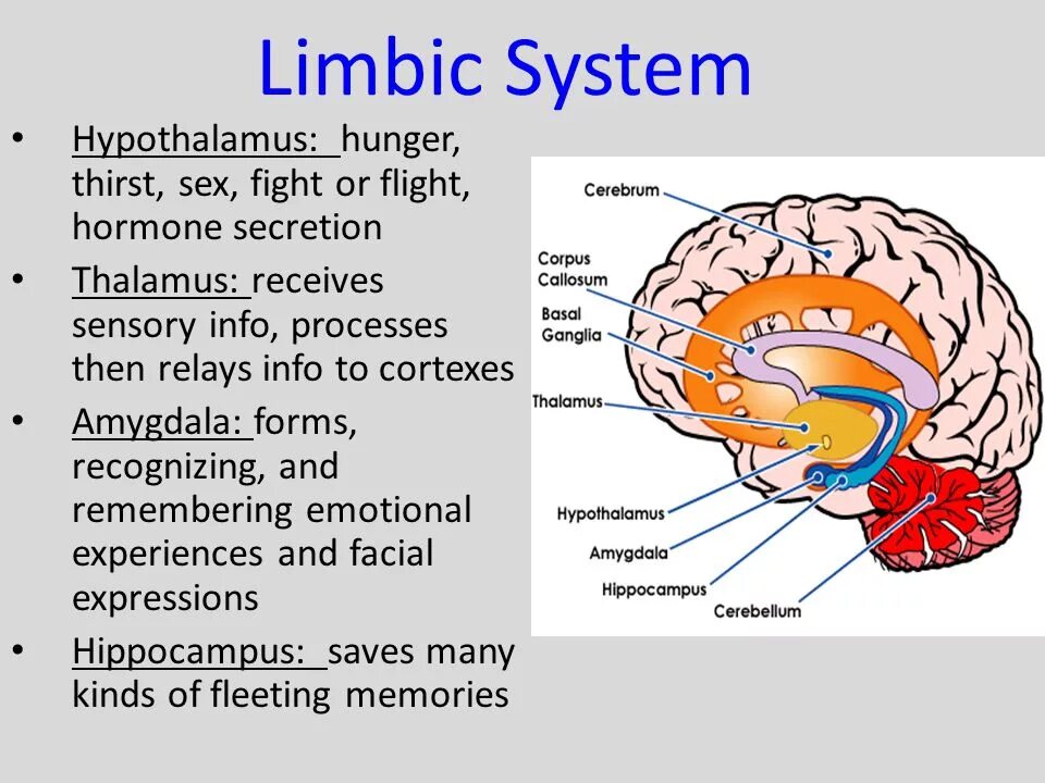 Гипоталамус и голод. Таламус и гиппокамп. Limbic система. Таламус гипоталамус лимбическая система. Гипоталамус таламус гиппокамп.