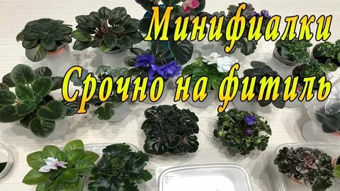 Переводим фиалки на фитильный полив