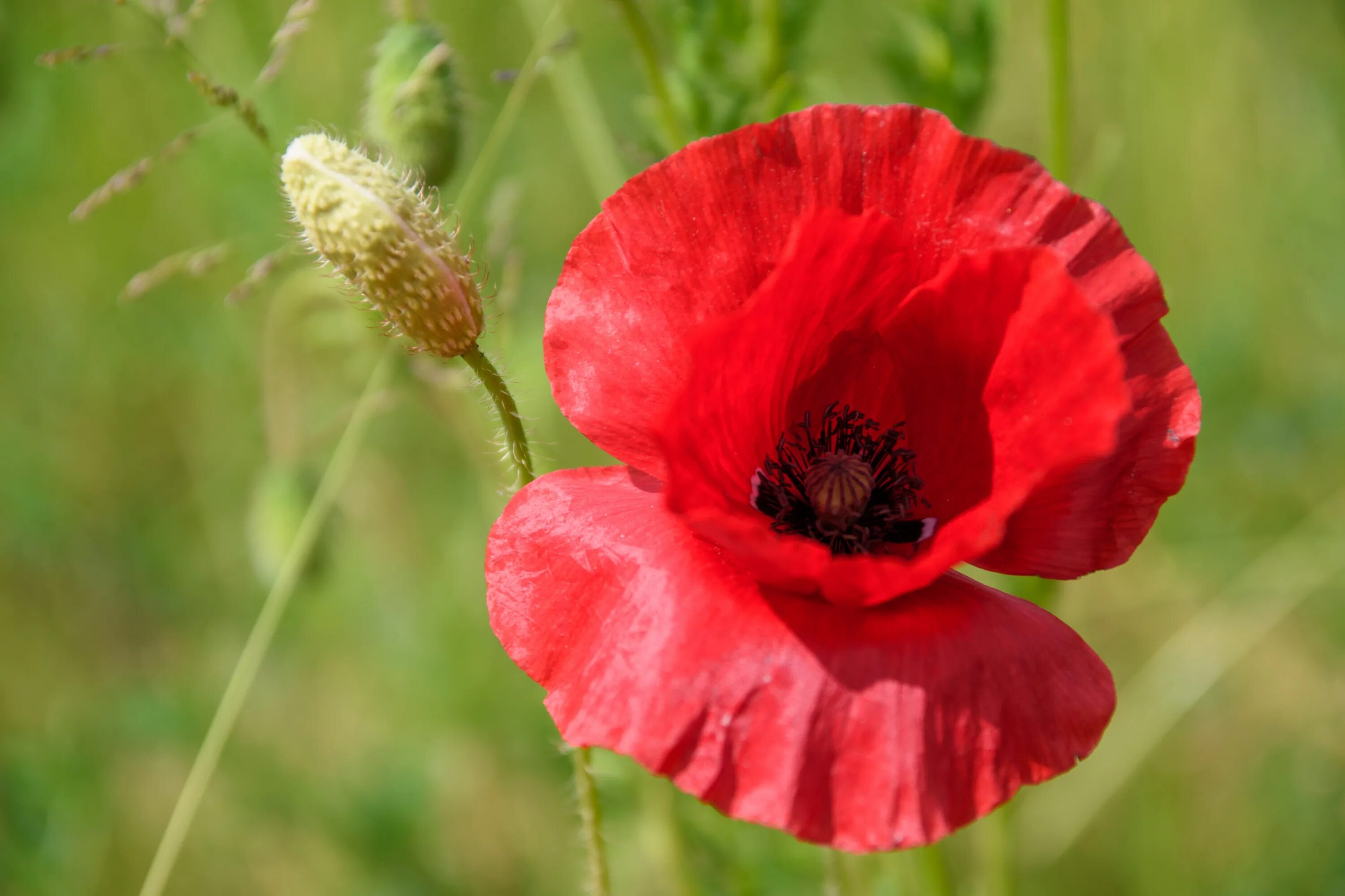 Мак шафрановый. Мак сердцевина макро. Маковые растения. Гранделюкс мак. Сердцевина цветка мака.