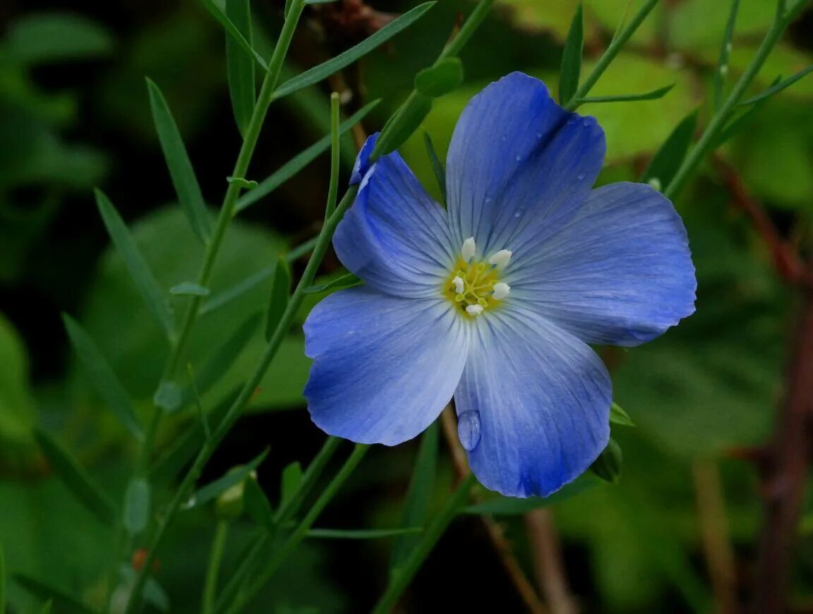 Лен многолетний Linum perénne. Лен многолетний Linum perenne. Ленок голубой. Цветок Ленок голубой многолетник. Цветок ленок