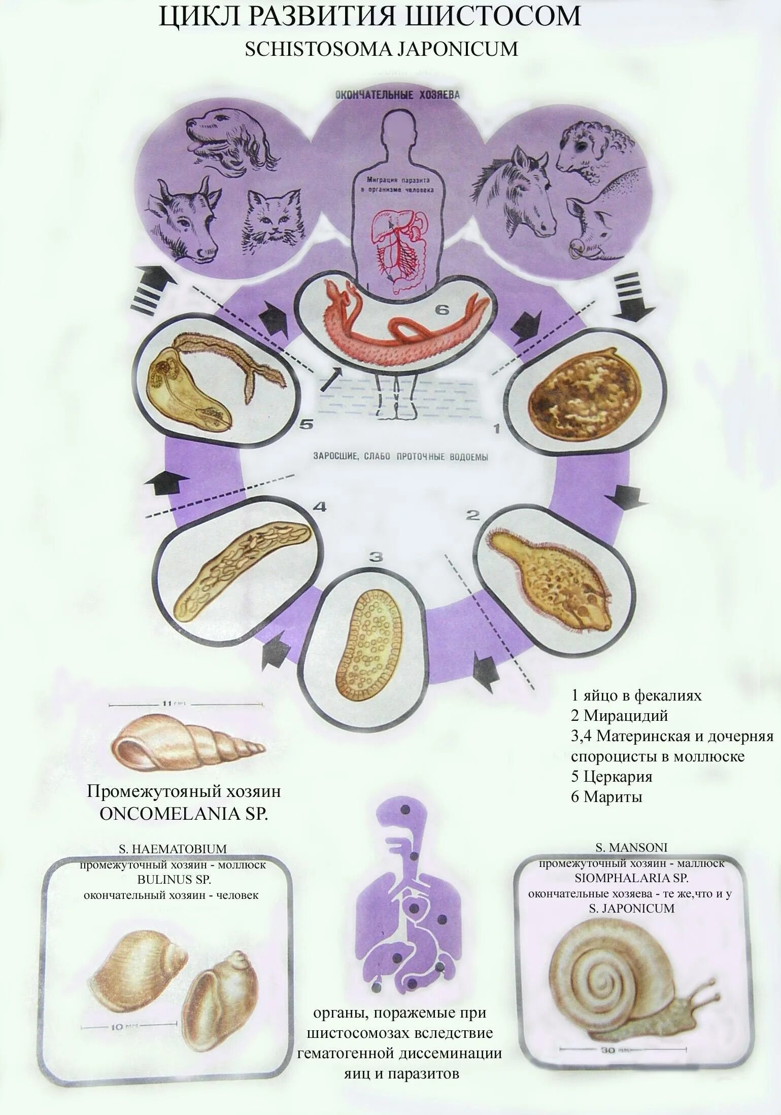 Схема жизненного цикла Schistosoma haematobium. Schistosoma haematobium жизненный цикл. Жизненный цикл шистосом схема. Schistosoma жизненный цикл.