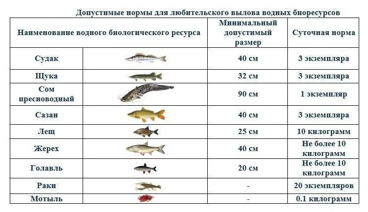 Разрешённый размер вылавливаемой рыбы. Размер окуня разрешенного к вылову. Размер судака разрешенный к вылову. Размер рыбы разрешенной к вылову. Какую рыбу можно ловить по новому закону