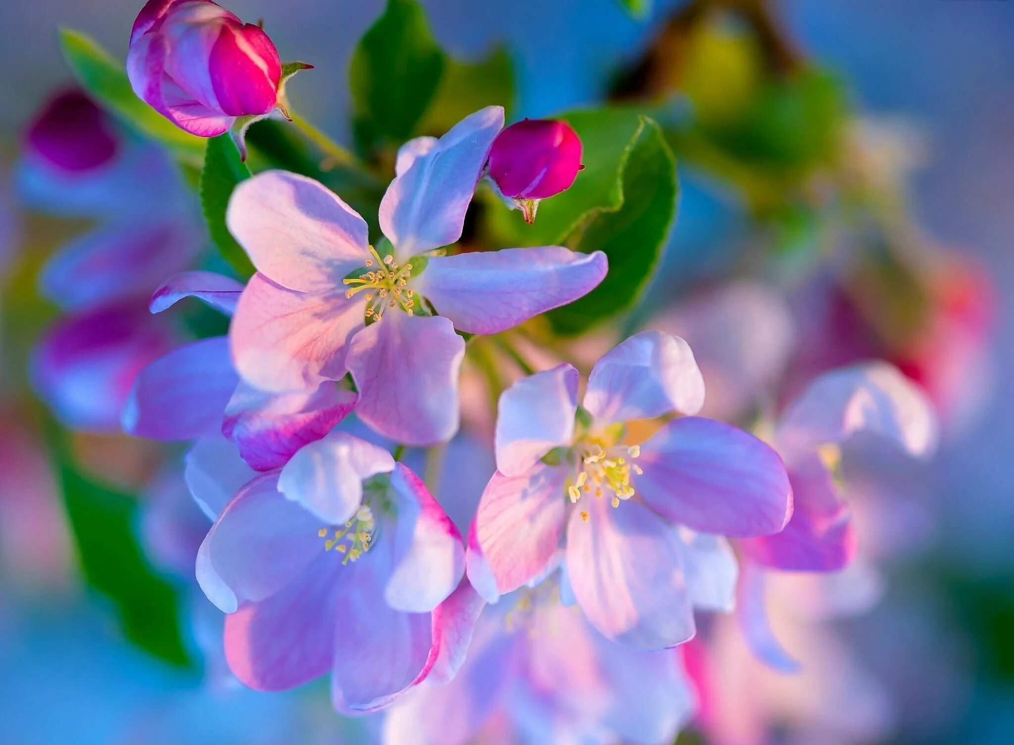 Цветной весенний. Яблоневый цвет Malus. Весенние цветы. Яблони в цвету.
